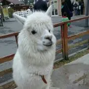 すあまの画像