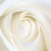 Sの画像