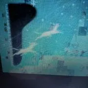 あっこむの画像