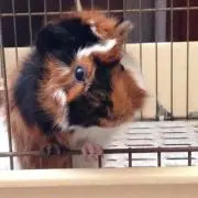 あい