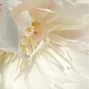 じじの画像