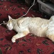 ハマオの画像