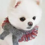 walabeの画像