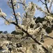 naoの画像