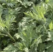 よもぎハウス　〜年中無休・早いお届け〜の画像