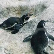まめこの画像