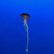 ササ味醂