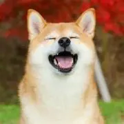 しばの画像