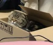 しろーの画像