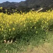 じゃすみんの画像