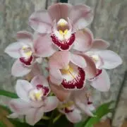 Keipi