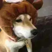 クロノの画像