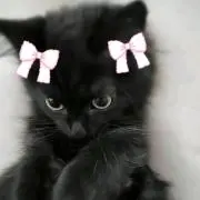 ‪‪piuの画像