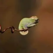 ra
