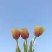 アの画像