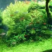 パッションフルーツの画像