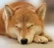 Yukの画像