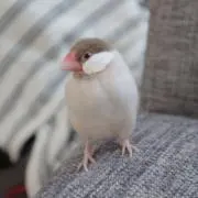 ことりのあそびば mini 文鳥 インコ バードアスレチック ブランコ