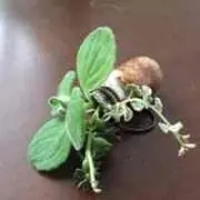 チヅ マサキ