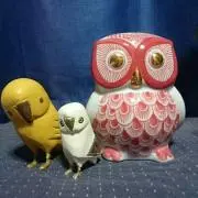 Barn Owl