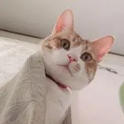 ラダーの画像