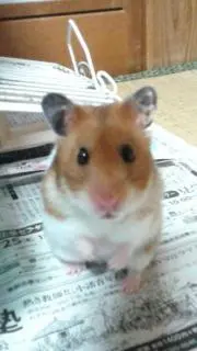 kazumamaの画像