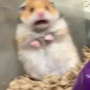 ましろの画像