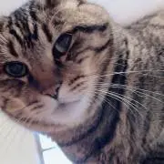 やまの画像