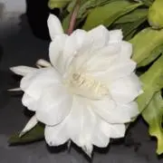 椿の画像
