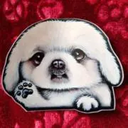 こりんちゃんの画像