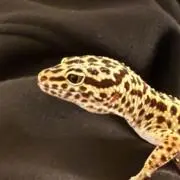 y氏