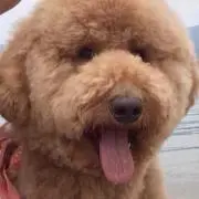 フワモコ♪