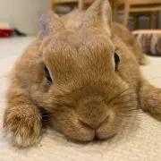 べんぞうの画像