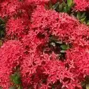 flowerの画像