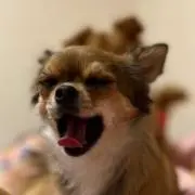 百福の画像