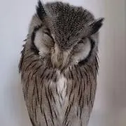 おちゃぷの画像
