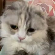 こねこにゃ