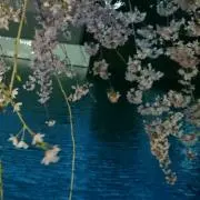 きのこ
