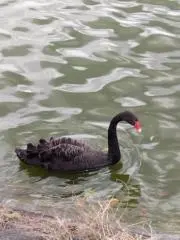 ツッチー
