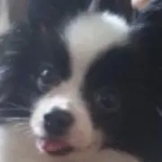 つばさらんの画像