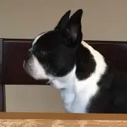 ヒヤシンス