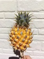 みかん花