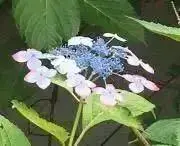 MO  発送までに4日程かかります。の画像