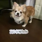 れんmama