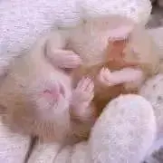 サクラの画像