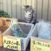 帰って来た「よろずや」マーケットの画像