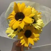ワンダフルの画像