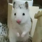 ぽこちゃんの画像