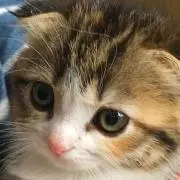 なおくち