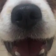 popの画像